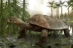 Новый вид черепах