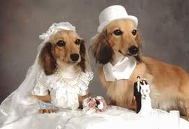 Свадьба животных
