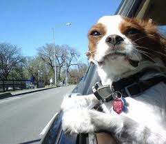Собака в автомобиле