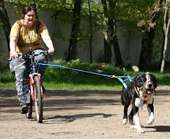 На велосипеде с собакой