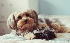 Фотографируем собаку