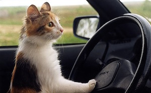 Перевозка кошек в автомобиле