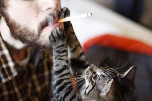 Кошки и сигареты