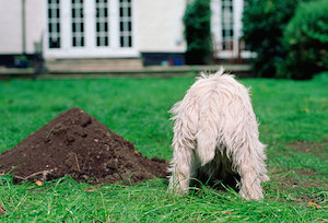 Собака роет ямы