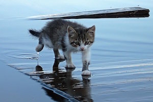 Вода и кошка