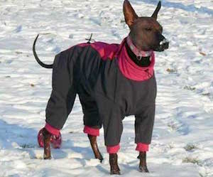 Зимняя одежда для собаки