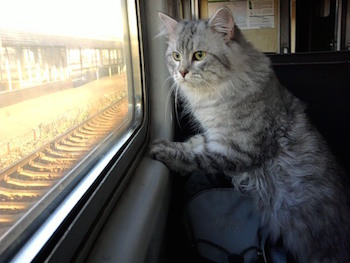 Кошка в поезде