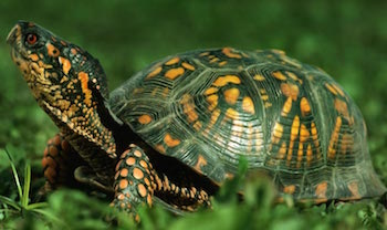 Определяем пол у черепахи