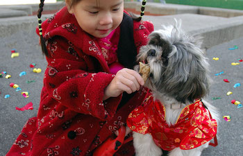 Линцензирование собак в Китае