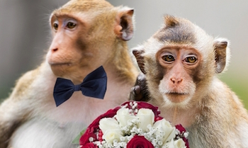 Свадьба обезьян