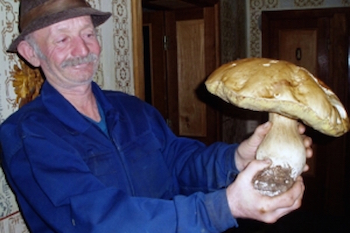 Гигантский гриб