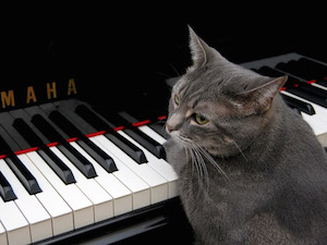 Кошка играет на пианино