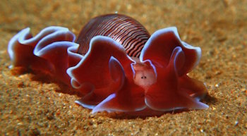 Морские моллюски