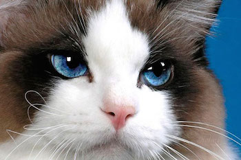 Слезоточивость глаз у кошек