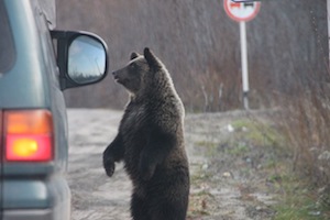 Медведи на дороге