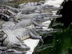 Сбежали крокодилы