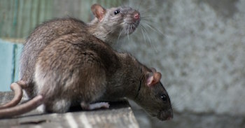 Крысы атакуют рестораны