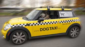 Перевозим собаку в такси