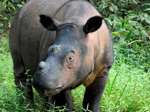 Суматранский носорог