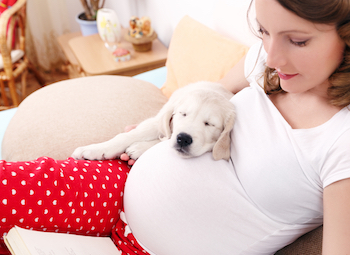 Беременность и собака