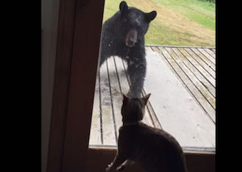 Кошка напугала медведя