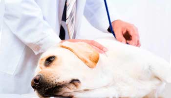 Диагностика рака у собак