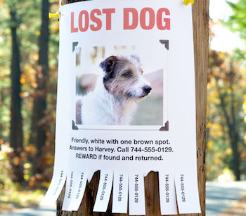 Что делать если пропала собака