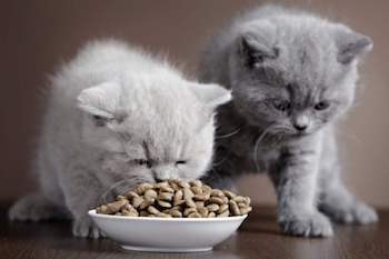 Сухой корм для кошки