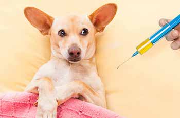 Вакцинация собак