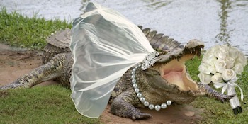 Свадьба с крокодилом