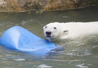 белый медведь в воде