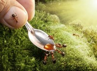 кормление муравьев