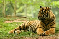 красавец тигр