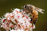 медоносная пчела