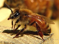 пчела африканская медоносная 