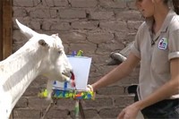 рисующий козел
