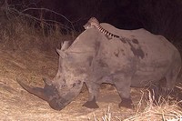 генетта на спине носорога