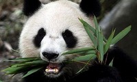 панда с бамбуком