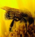 австралийская пчела