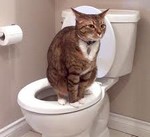 Туалет для кошки