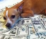 Собаки миллионеры