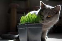Зелень для кошки