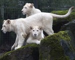 белые львы