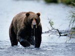 медведь в воде
