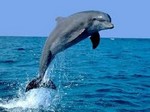 дельфин -азовка