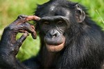 карликовый шимпанзе