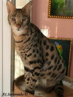 кошка -леопард