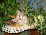 кошка ест цветы