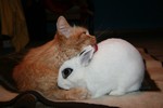 кошка и кролик