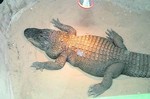 крокодил под лампой